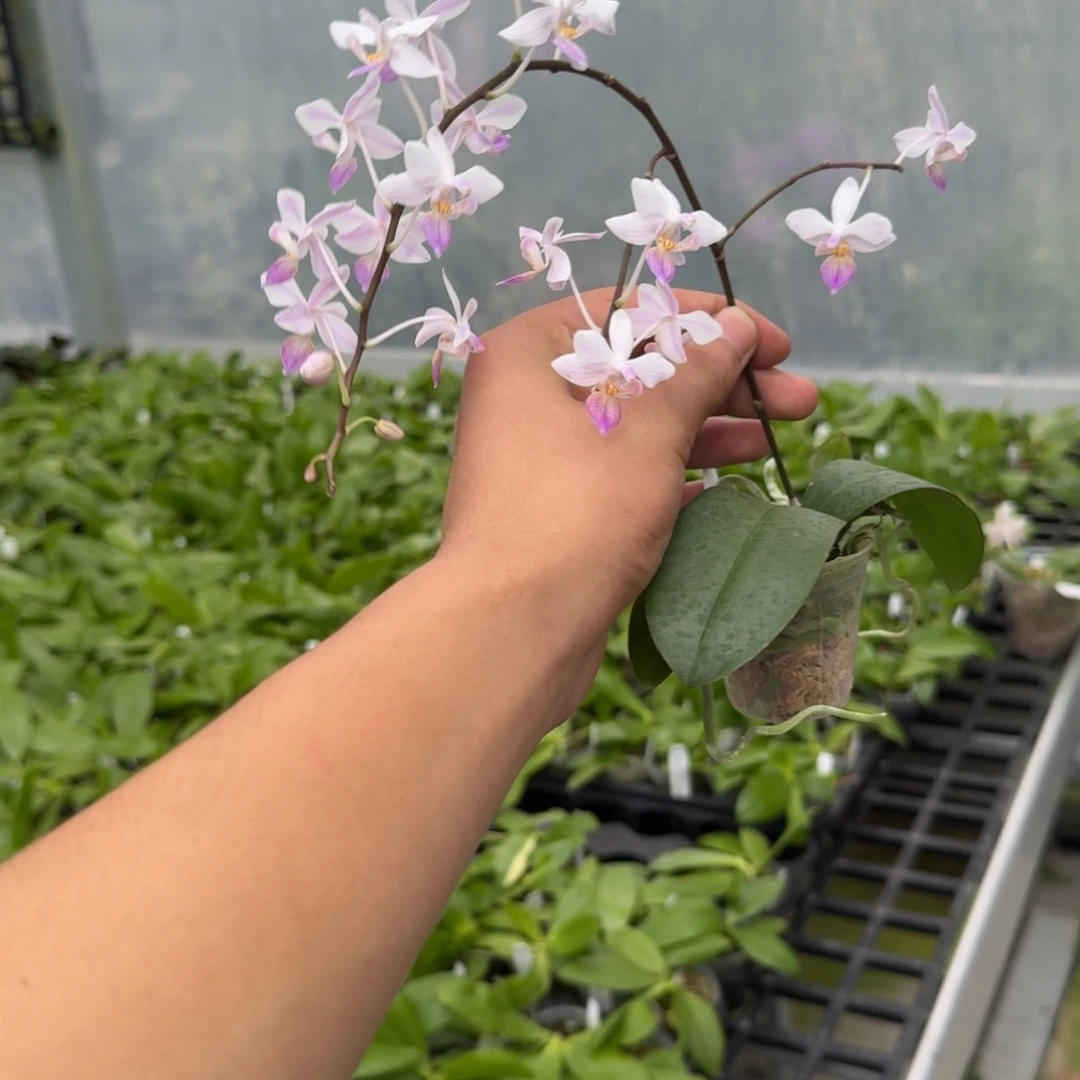 当前无花栽培后可以开花l933 瑕疵1.7樱花雨