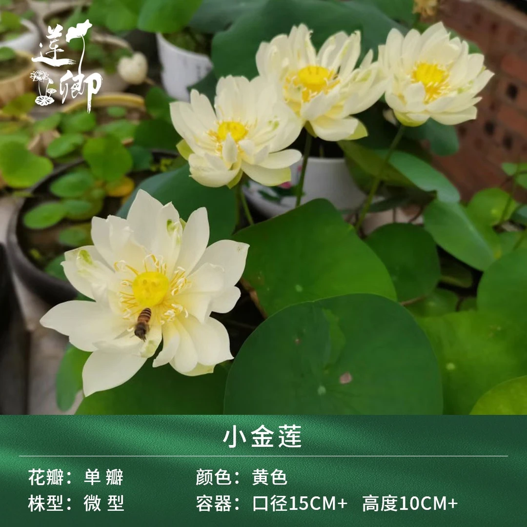 莲卿【小金莲】 微型浅黄色精品单瓣荷花阳台盆栽露台种藕根茎苗