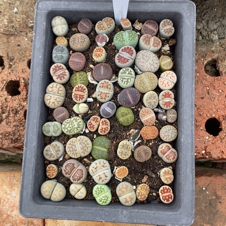 ****️生石花的季节到啦487