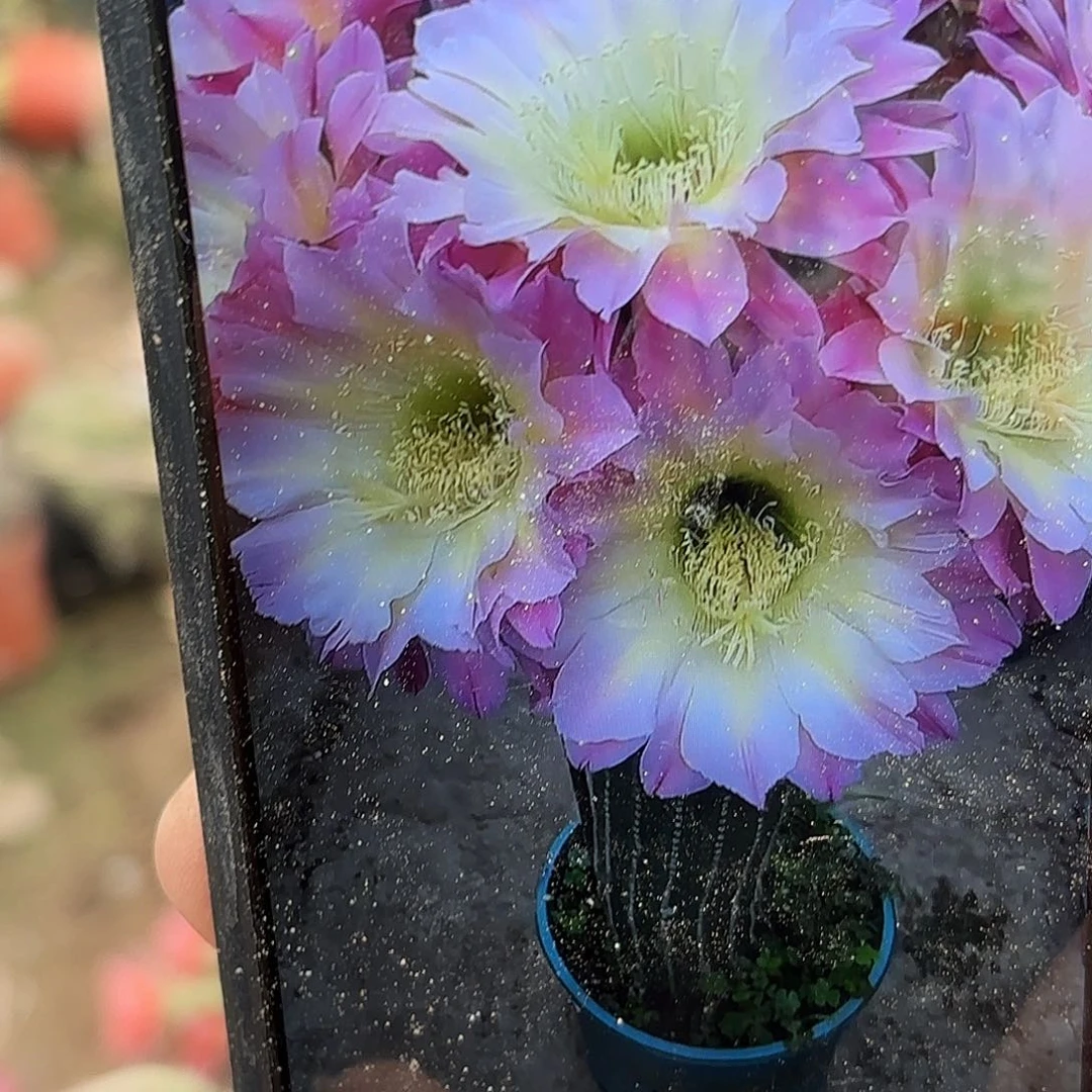 侧牙河岸毛仙人球瑕疵