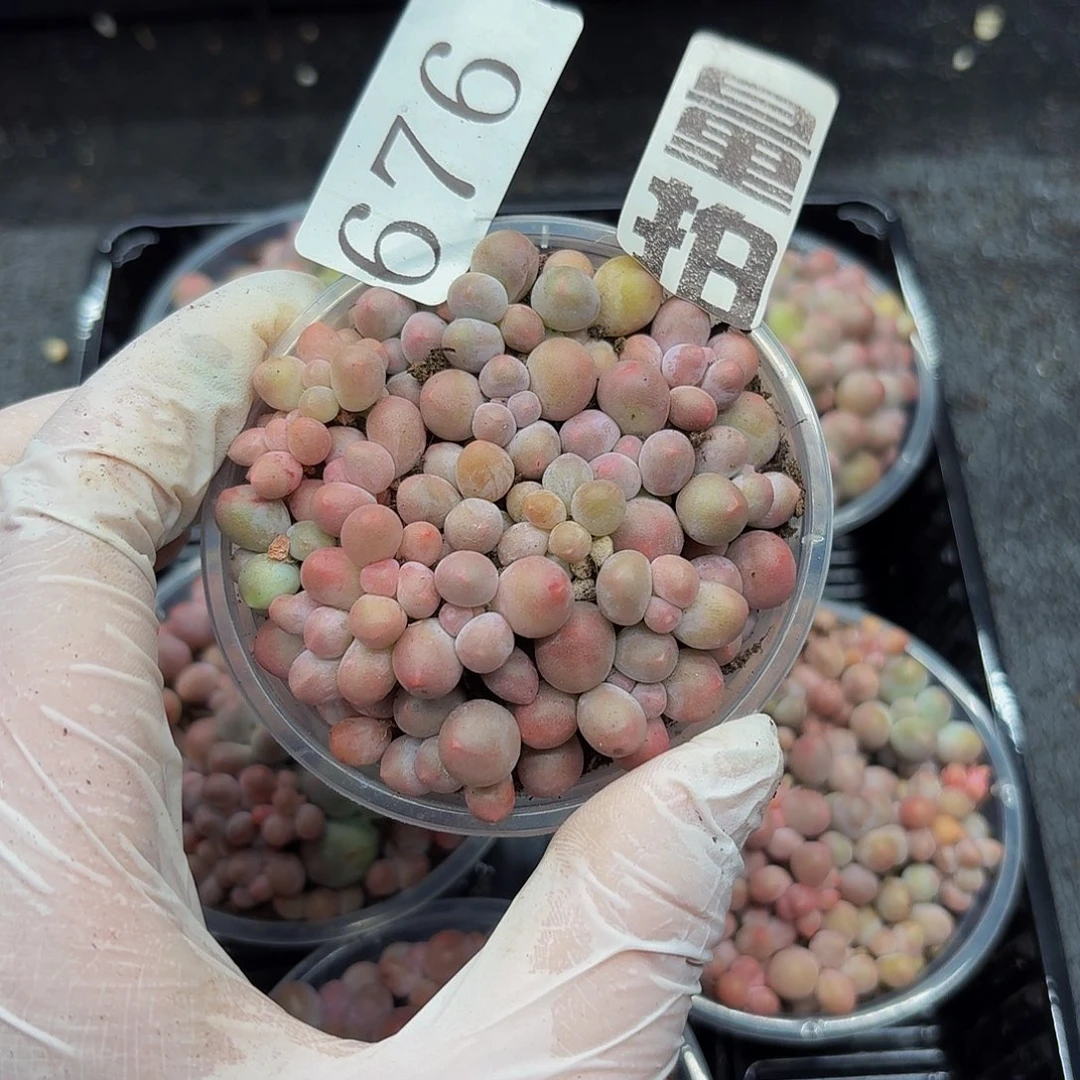 多肉植物多肉植物676量拍