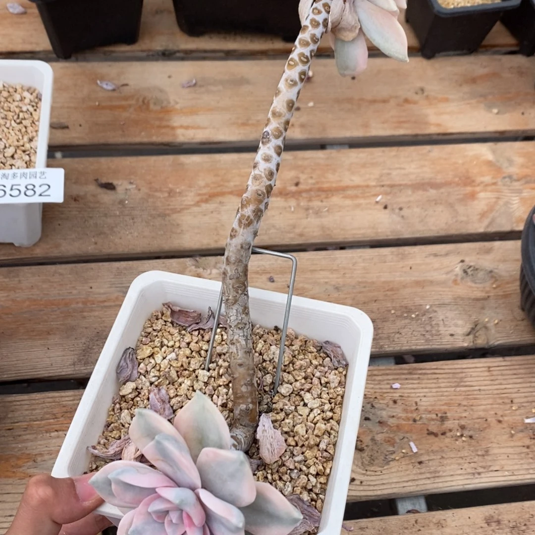 紫乐锦多肉植物6583