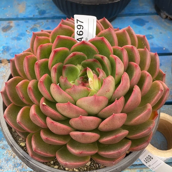 若如东云单拍A697