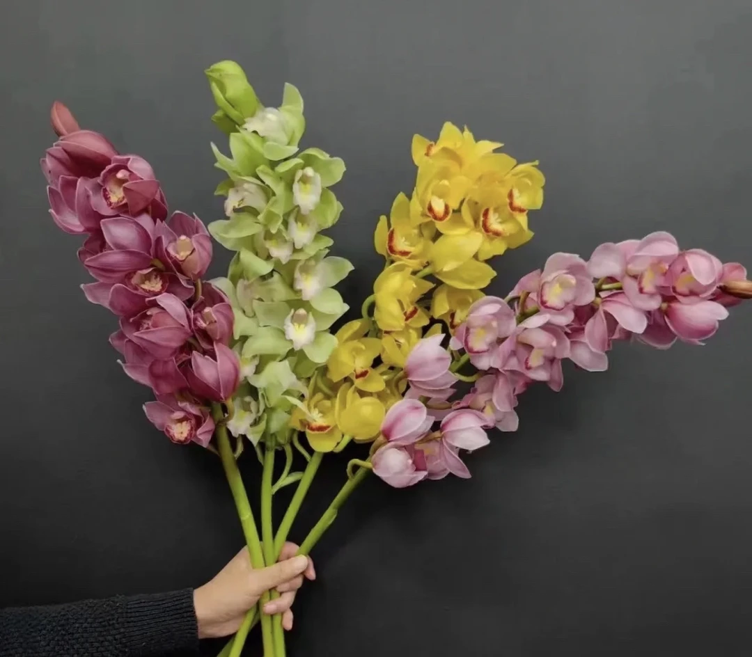 （曼）  不选色大花惠兰3只 鲜花任意满2单包邮