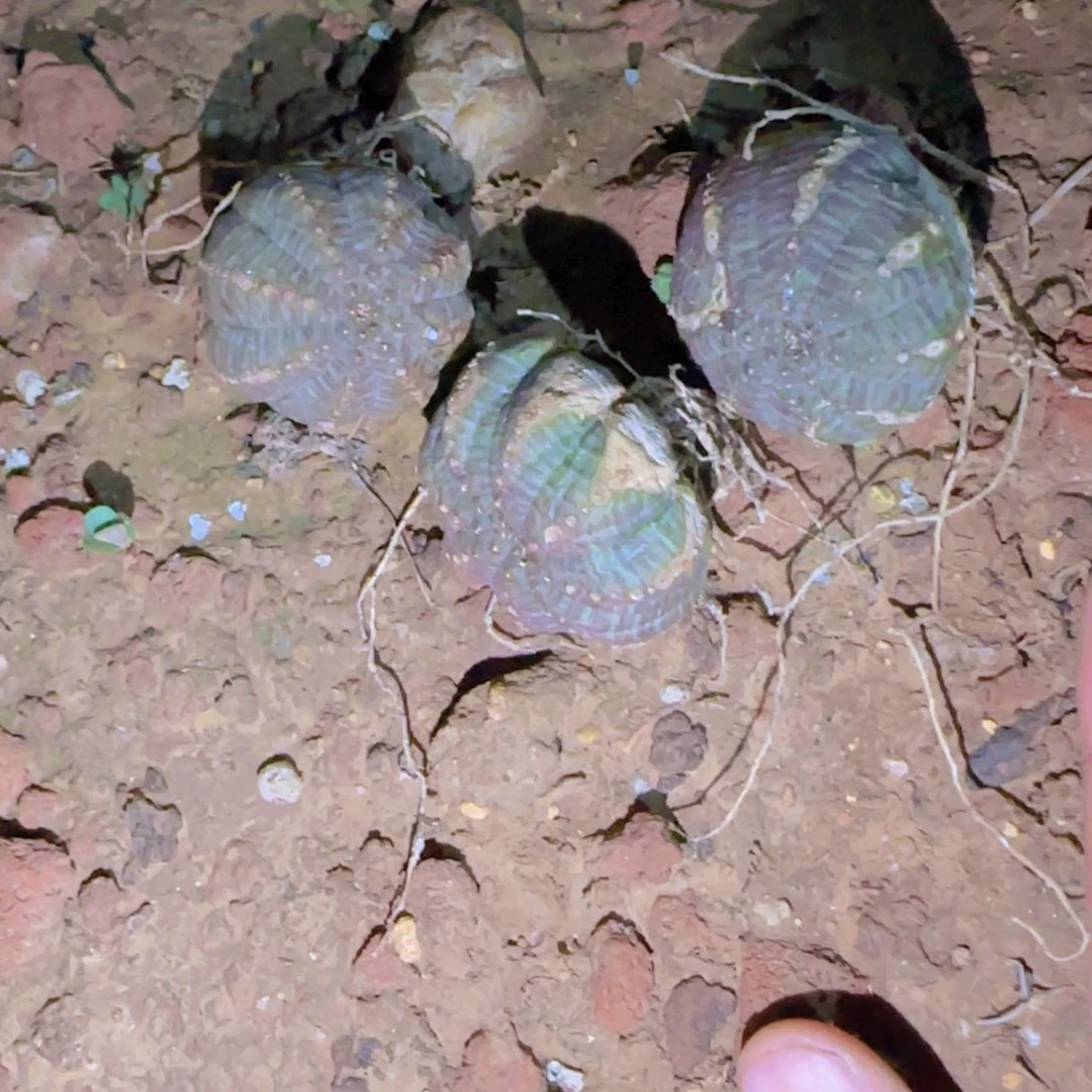 块根植物块根植物