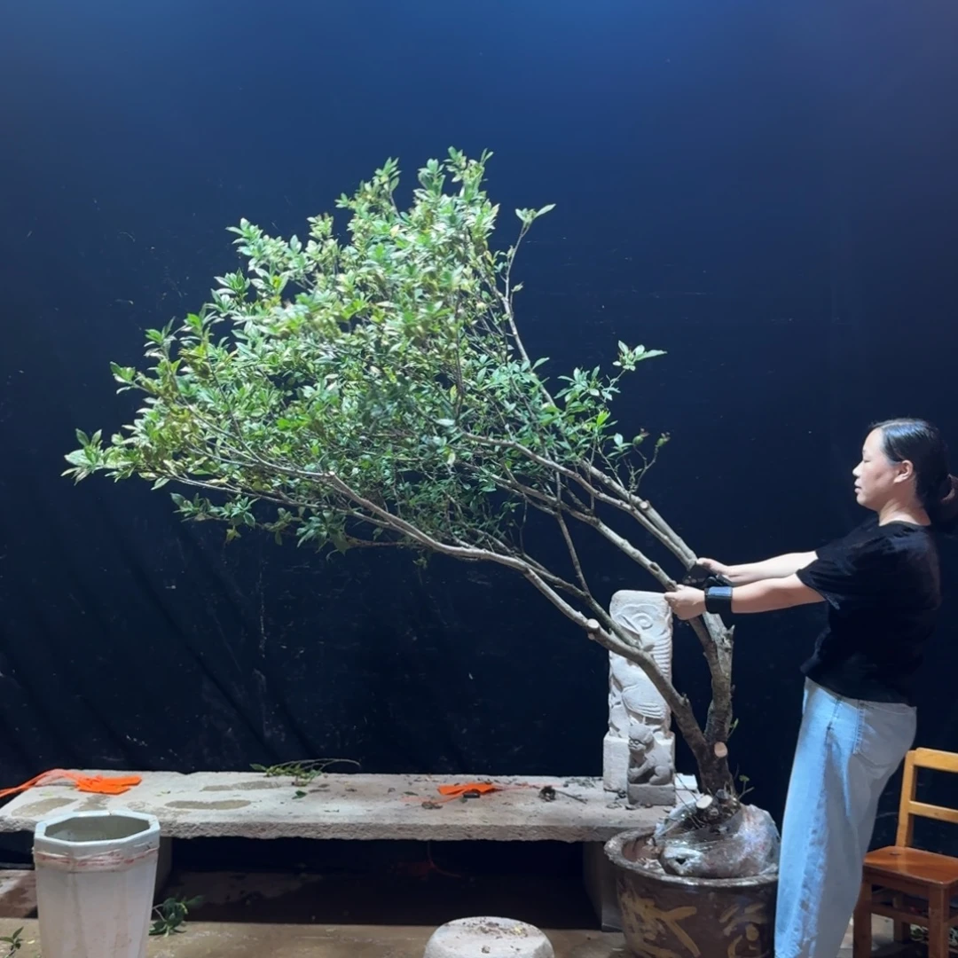襄***司完全开放栀子花造型树一物一拍