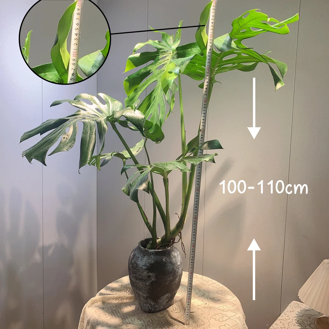 龟背竹老桩1m大型水培绿植盆栽室内北欧网红ins风观叶绿植