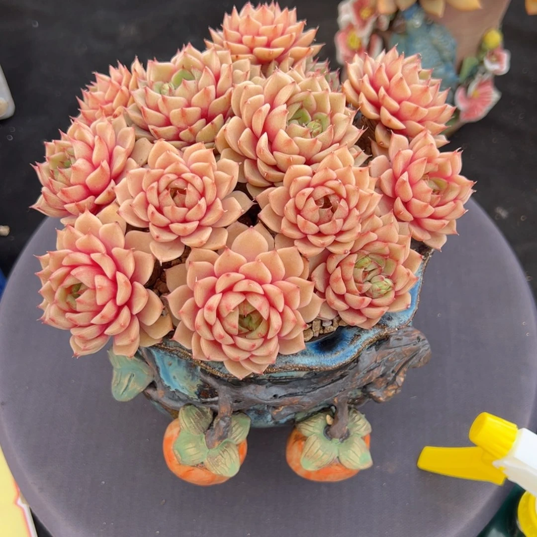 笨巴不带盆发货