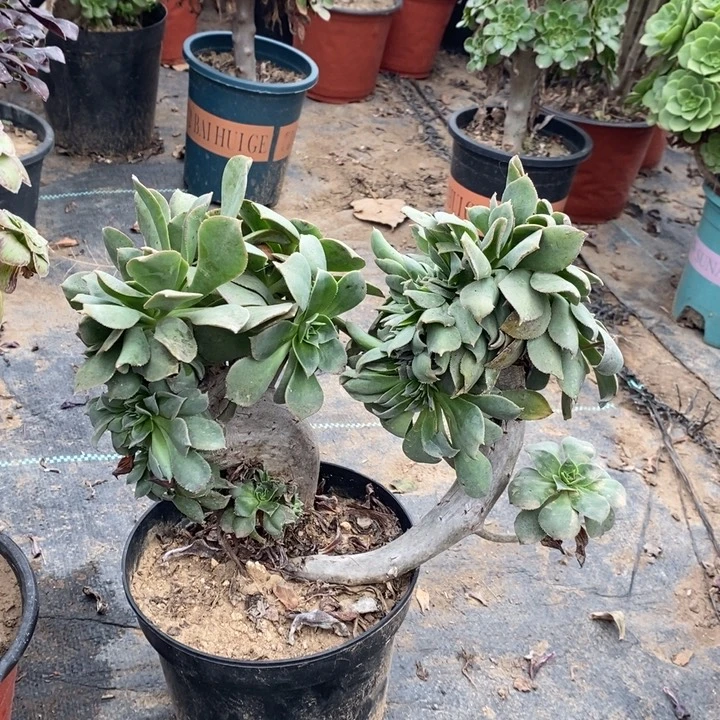 翡翠城缀多肉植物49