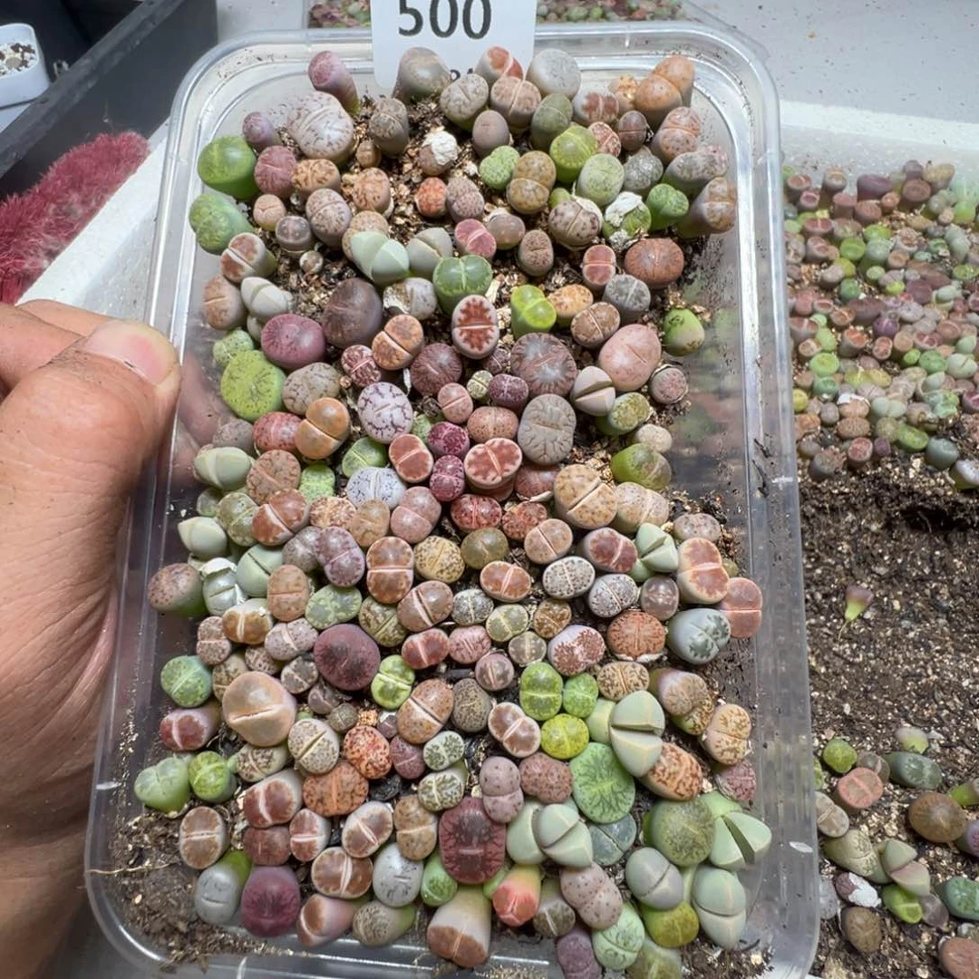 【闪购商品】 500。