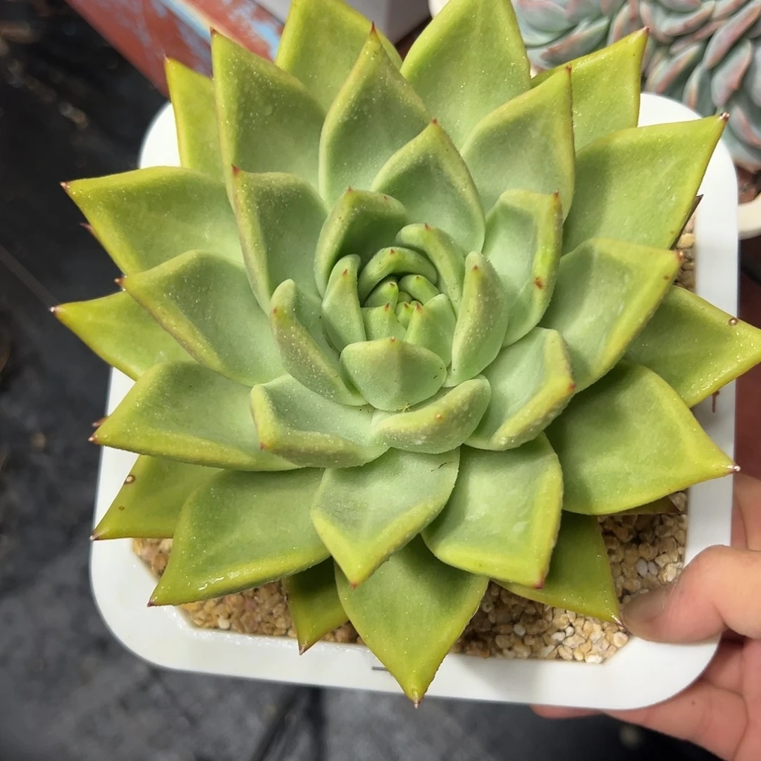 多肉植物一物一拍019
