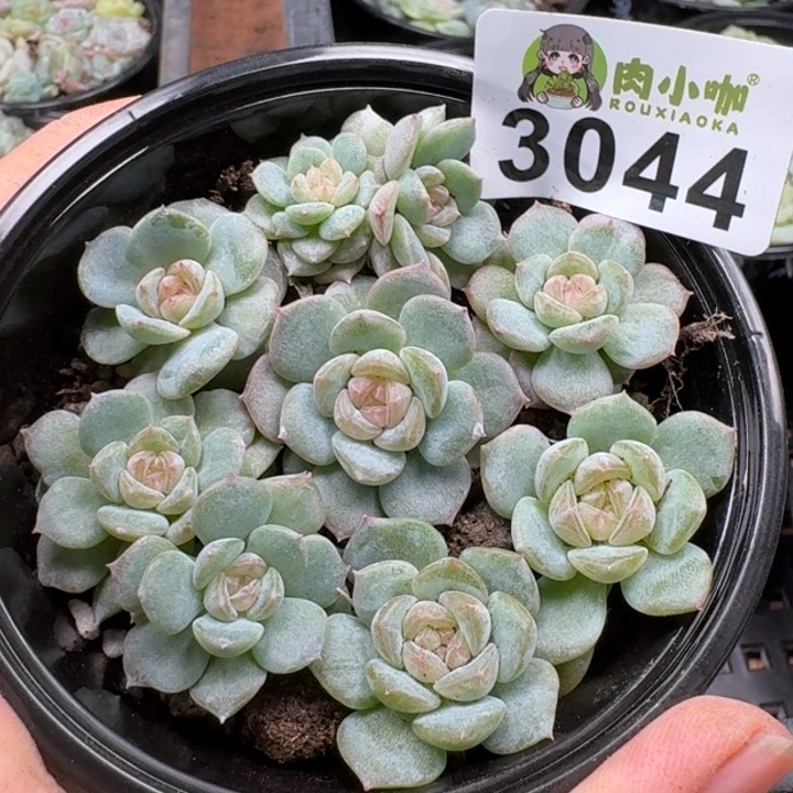 多肉植物多肉植物