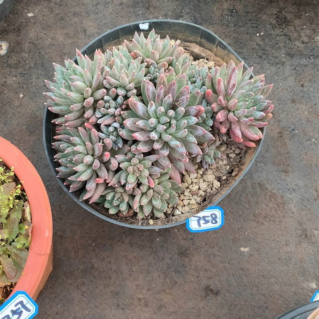 758 一物一拍多肉