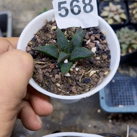 568黑王一物一图如图