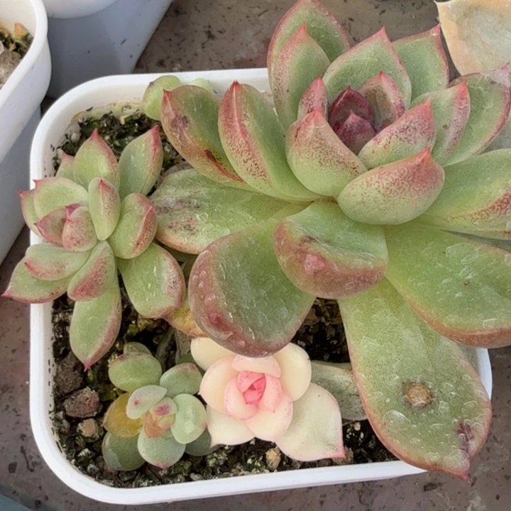 玉玲珑全锦多肉植物