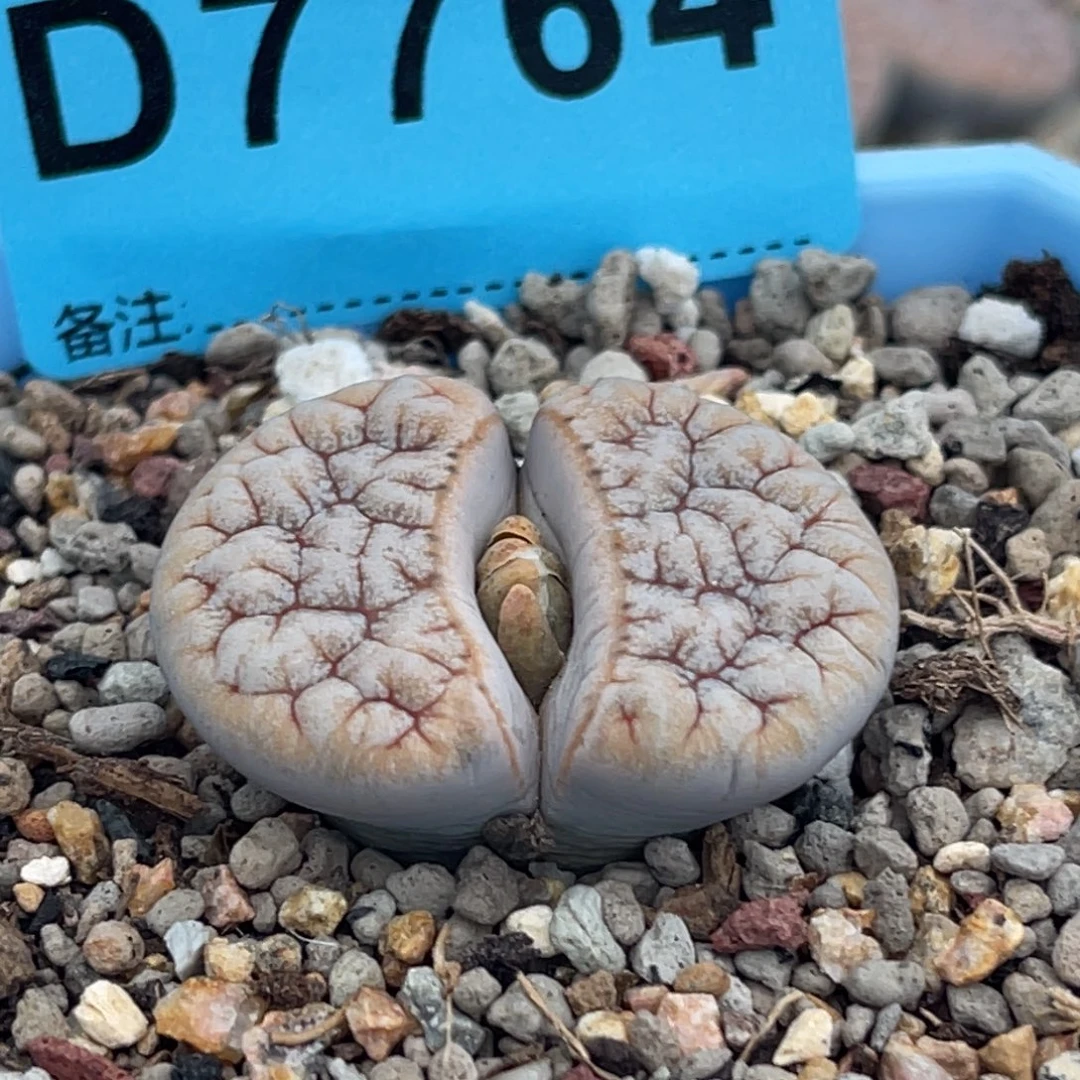 7764睫毛凹凸铁189一颗