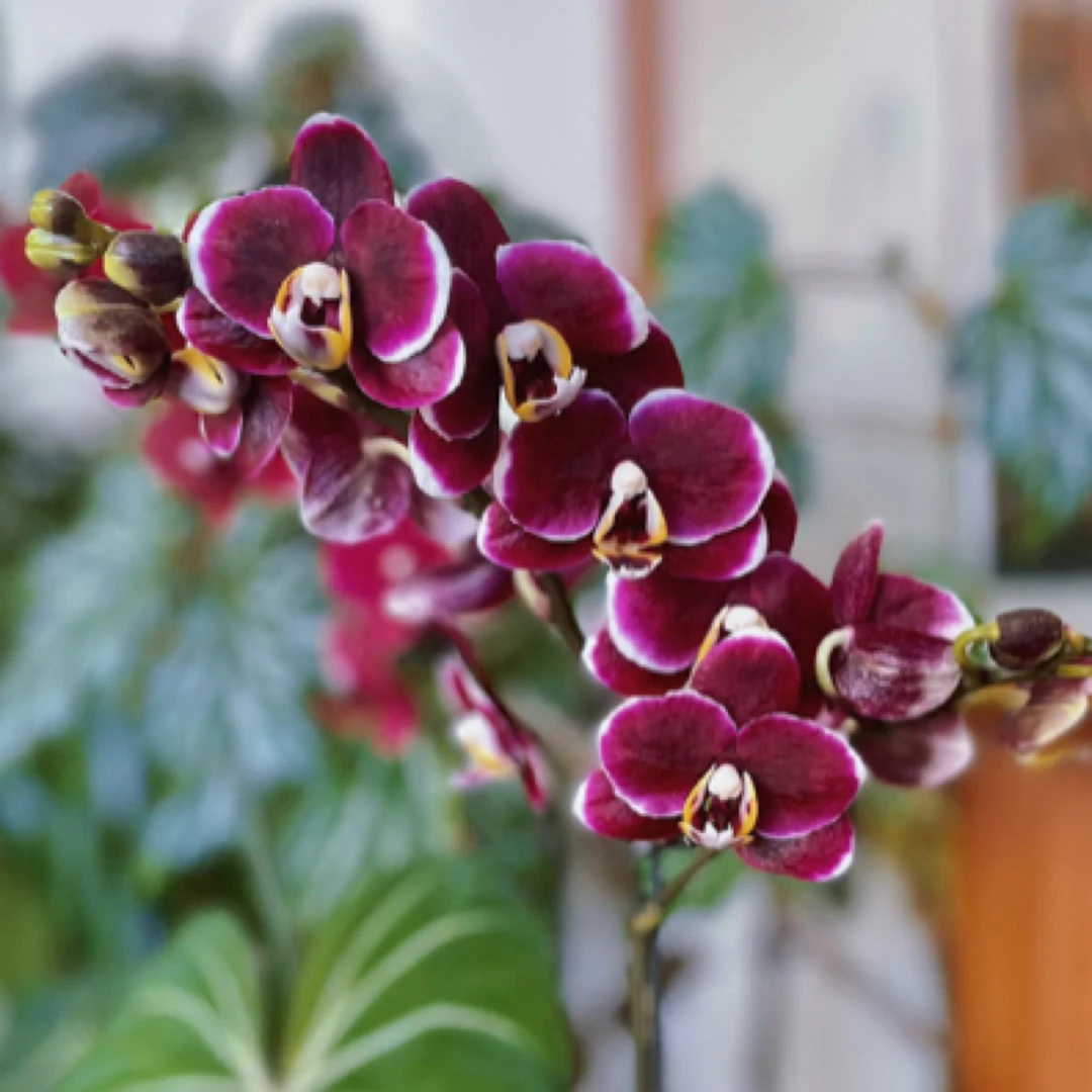 【单剑巧克力蝴蝶兰 3.0 杯】带花苞发货