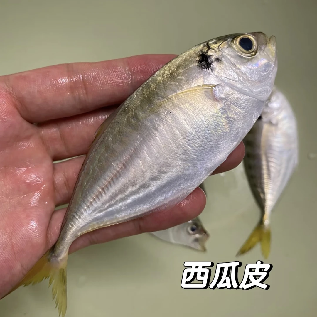 鲜甜到飞起来 今年第一次收到 野生西瓜皮 结尾鱼 无小刺细刺