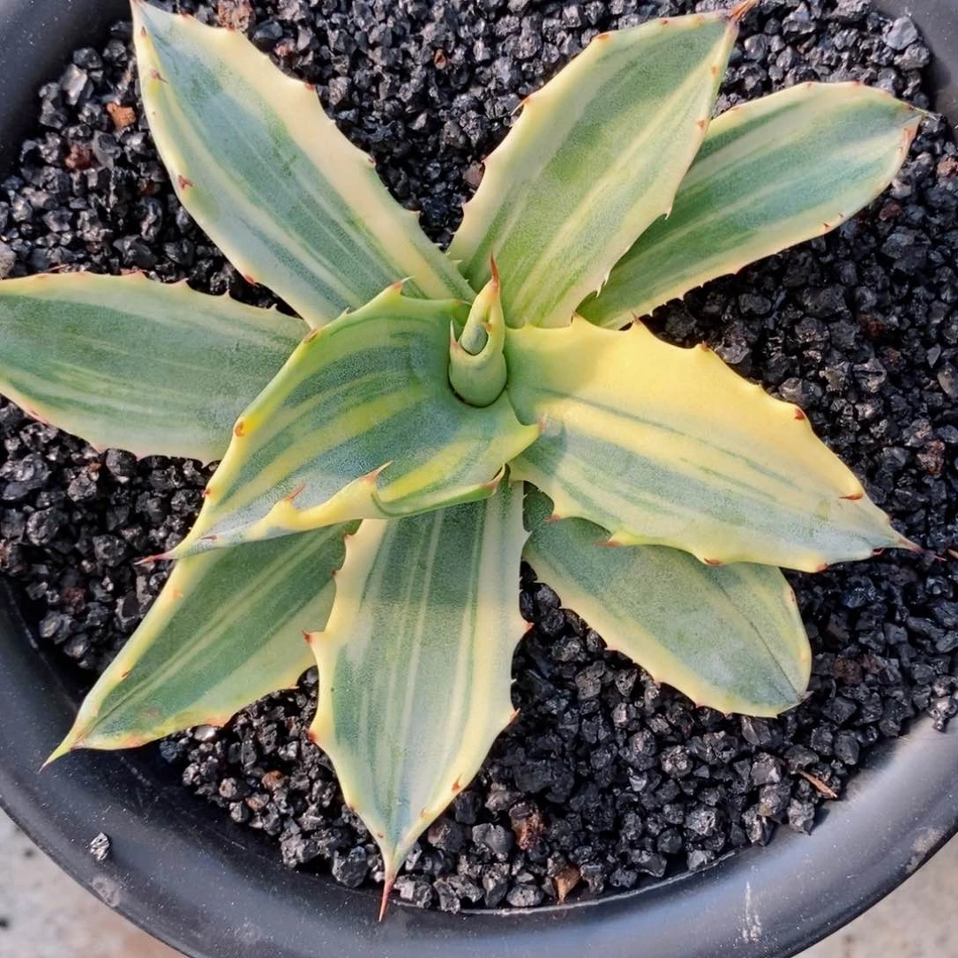 赤牙龙覆轮镐班。龙舌兰。