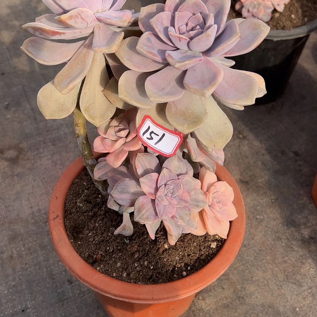 151号紫乐锦，一物一拍