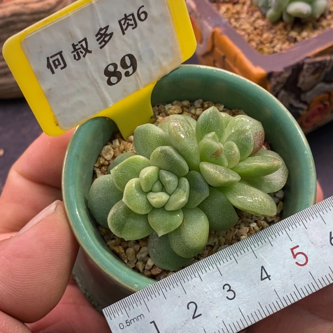 689冰玉锦福利双头