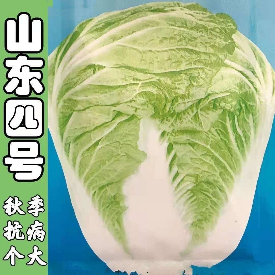 【满5包包邮】山东4号白菜种子秋季高产结球包心山东大白菜种籽农家