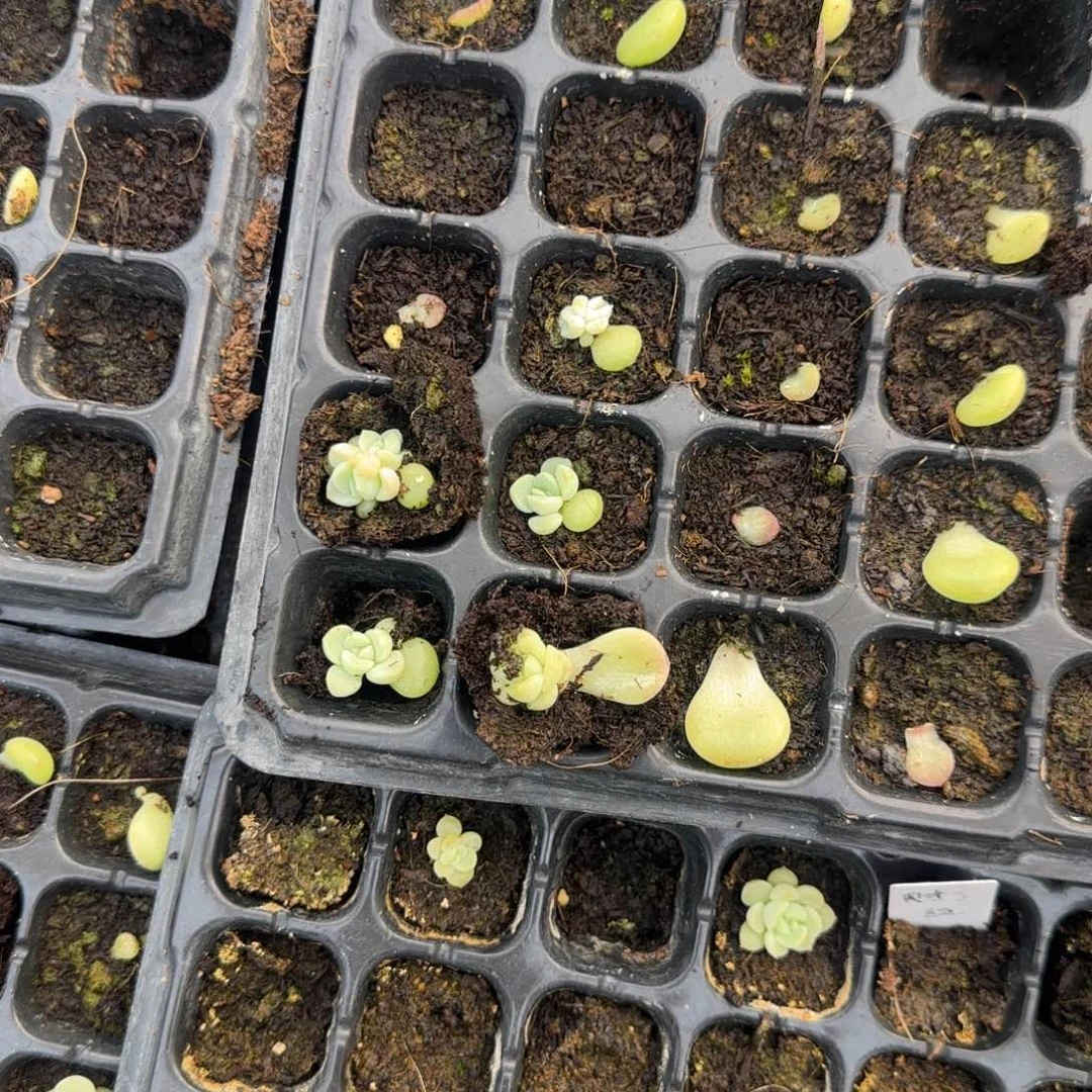 财富O 穴1个满25包邮