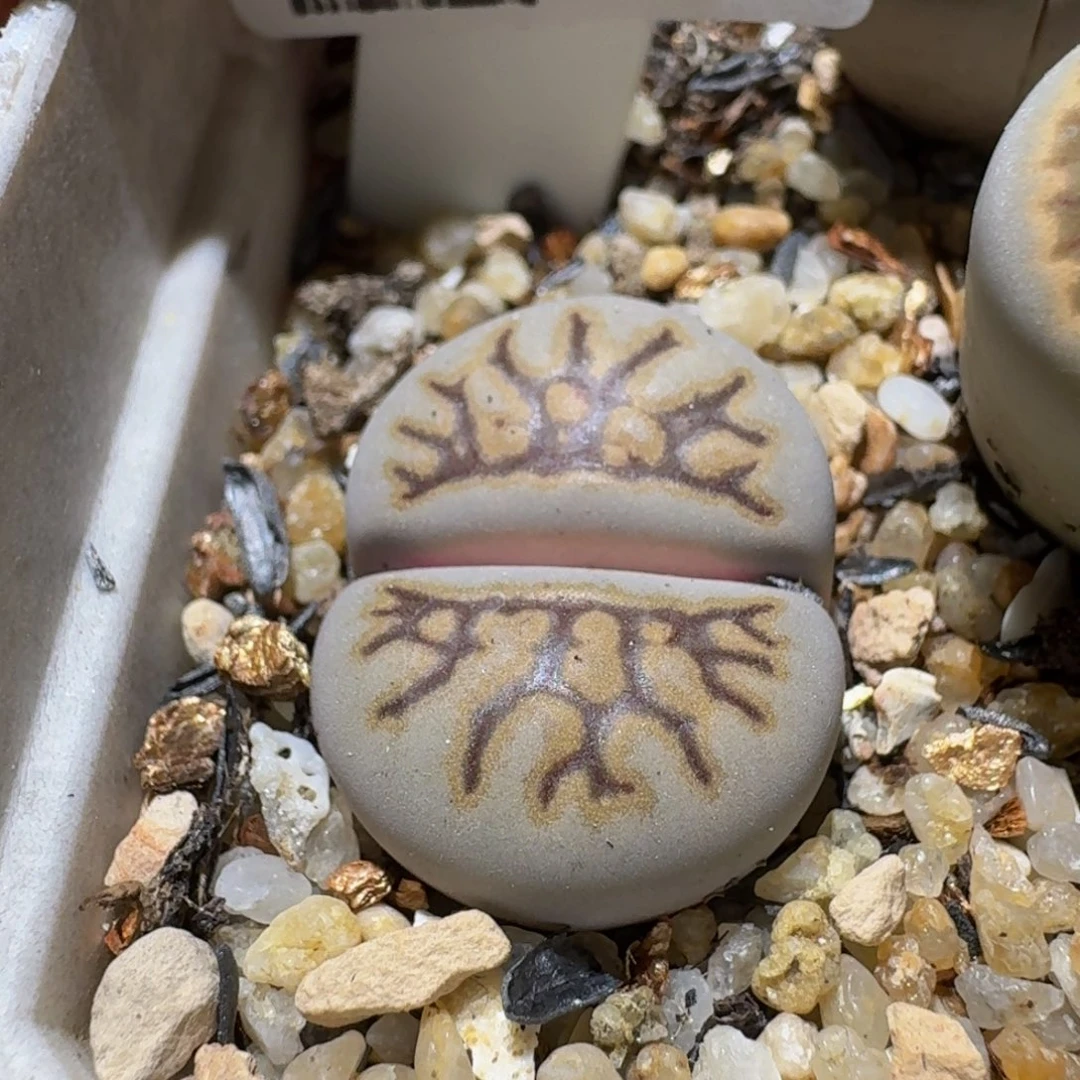 Ssss清棚价便宜1412