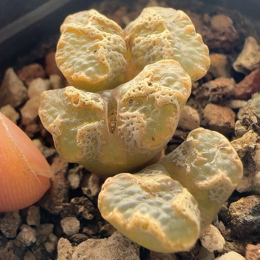 28包邮脱土发货26929