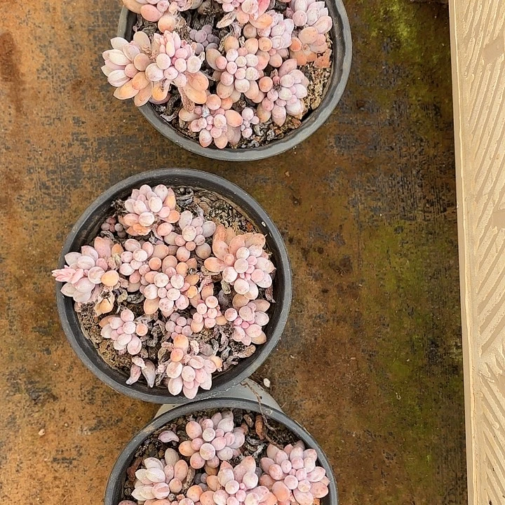 婴儿手指（拍满18发货、偏远地区不包邮）