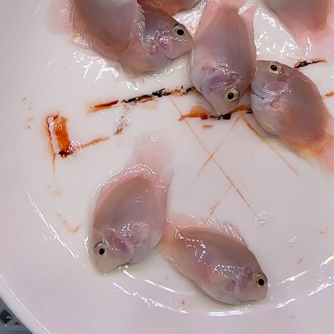 鹦鹉鱼胭脂粉8条装不分公母
