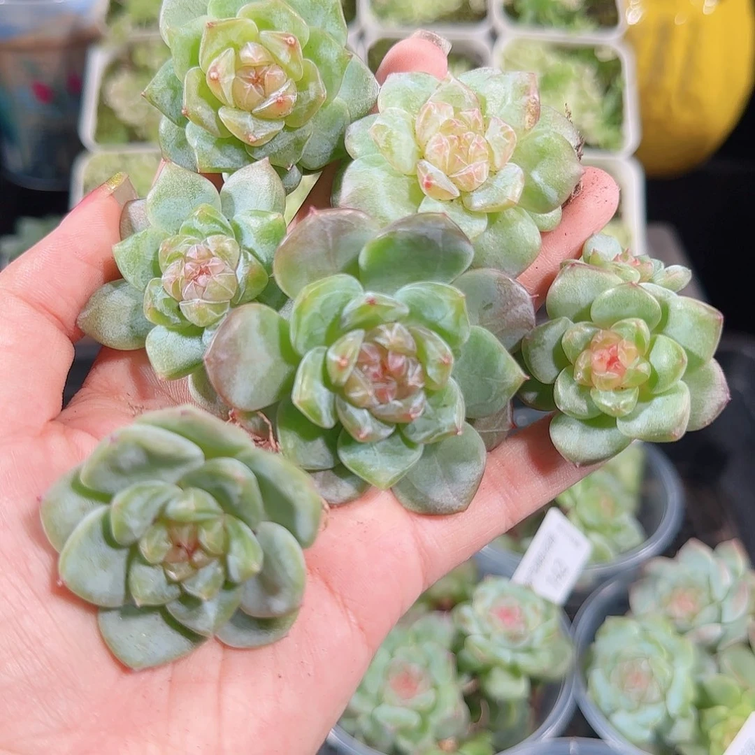 0912---143糖心珍妮