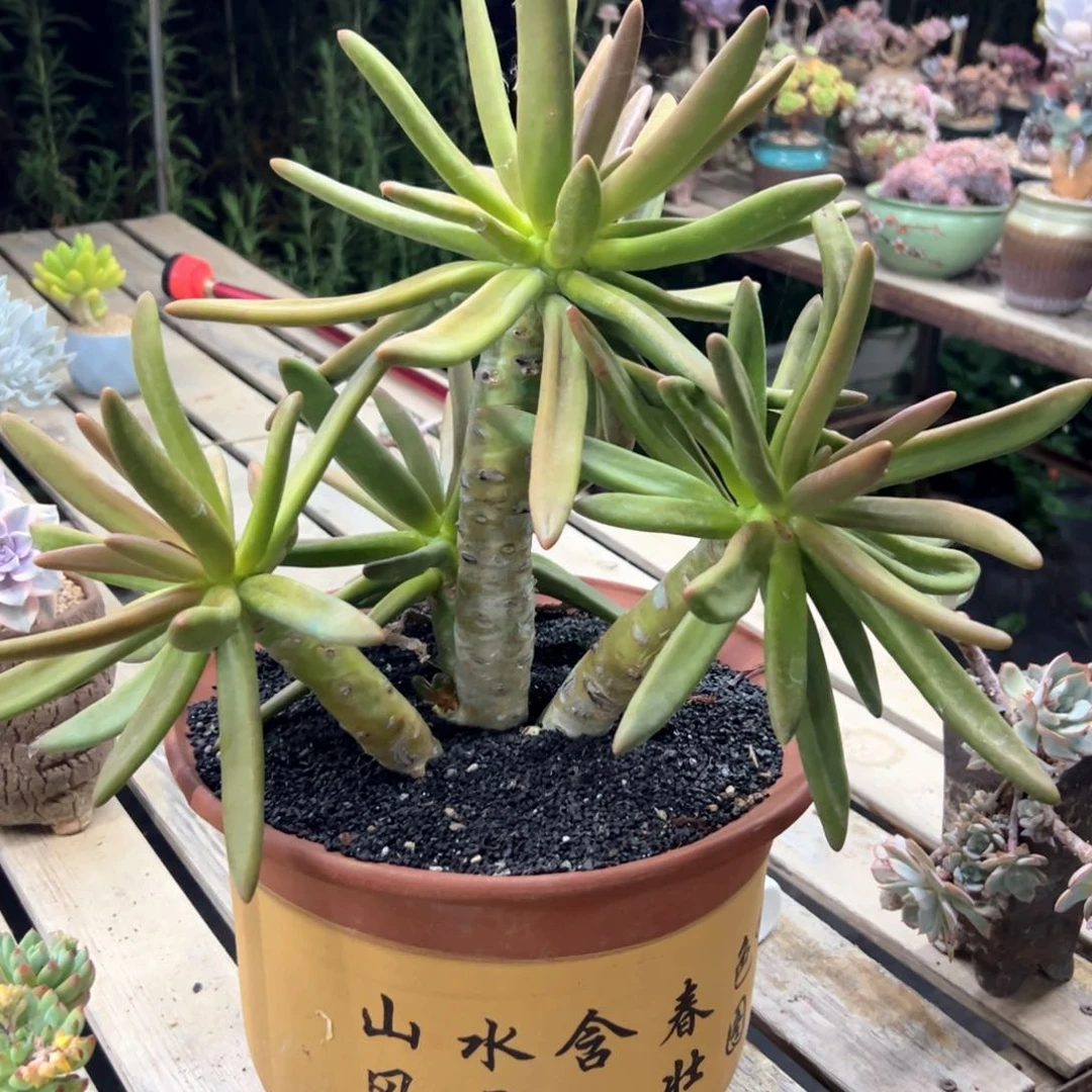北**妞椰子树物流自付280 零零多肉植物