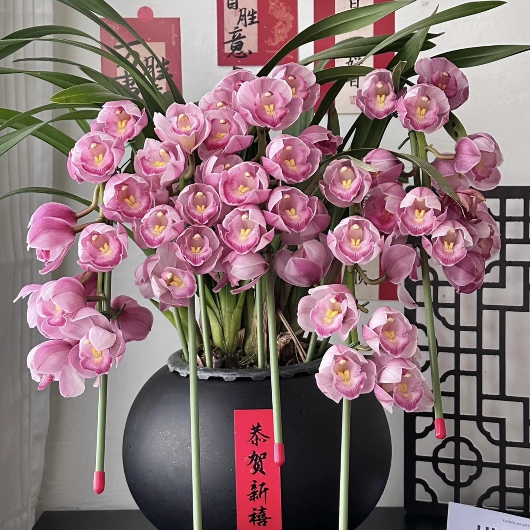 福星【5支花剑拱兰】大花蕙兰年宵花盆栽花卉多年生室内阳台易养护
