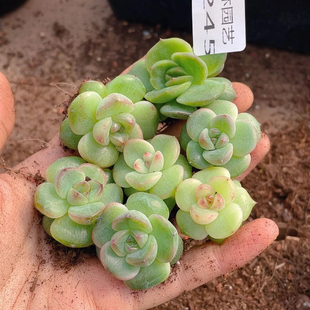 多肉植物多肉植物245