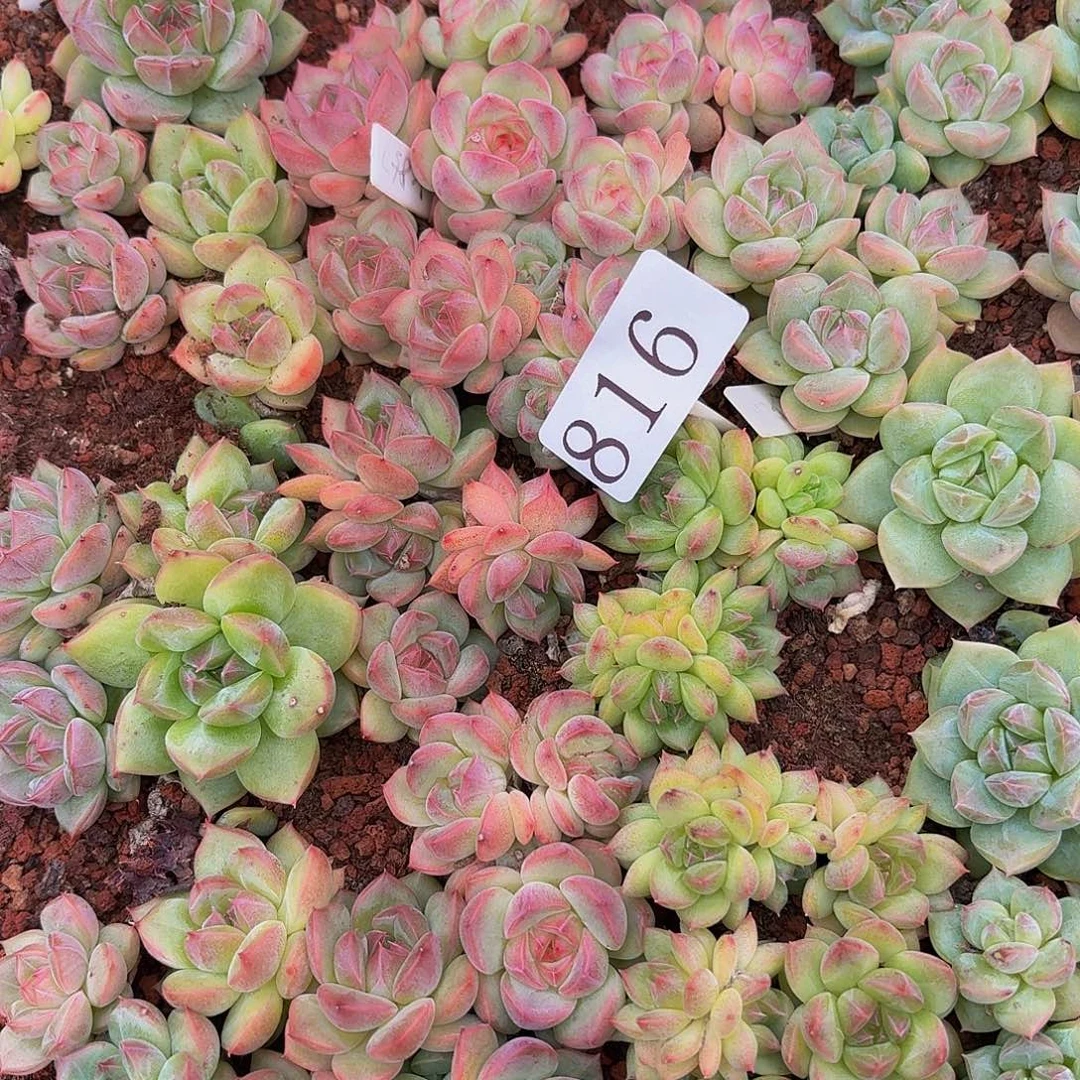 y****6多肉植物多肉植物816
