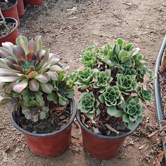 两颗法师加急发货20