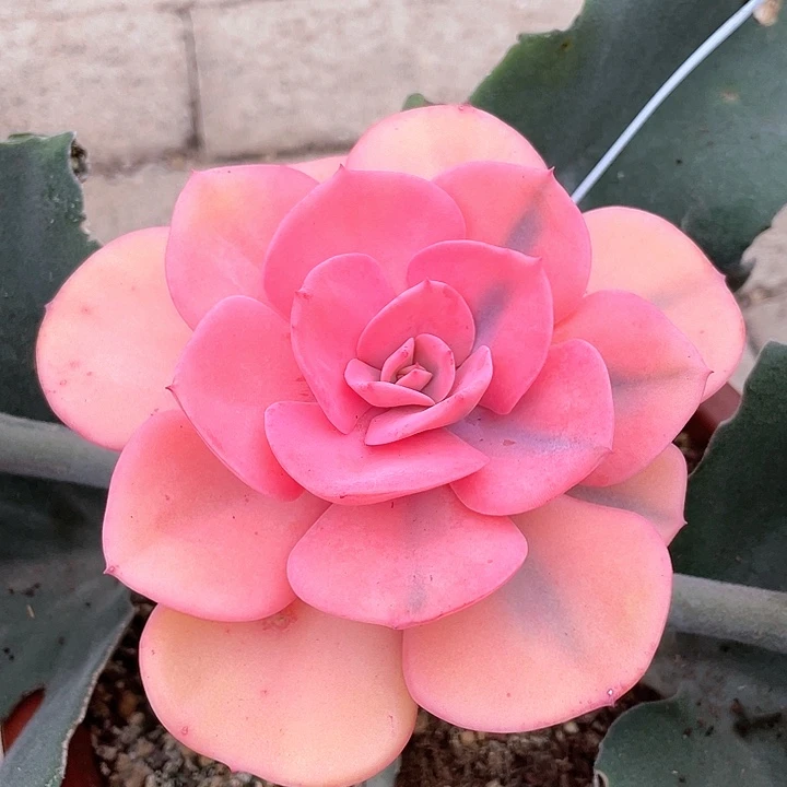 尘埃玫瑰锦一物一拍锦龙