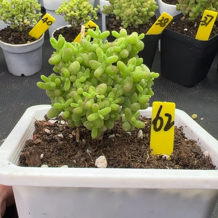 62号榕树型蜜橘 一物一拍