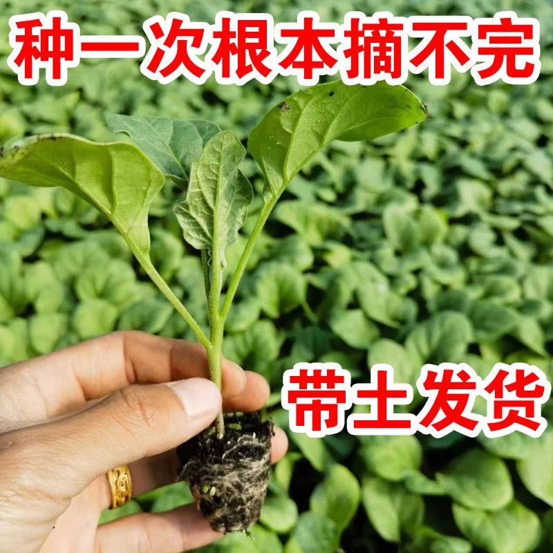 高产茄子秧苗紫长茄子苗黑长茄苗杭茄苗紫圆茄苗青茄苗白茄苗盆栽