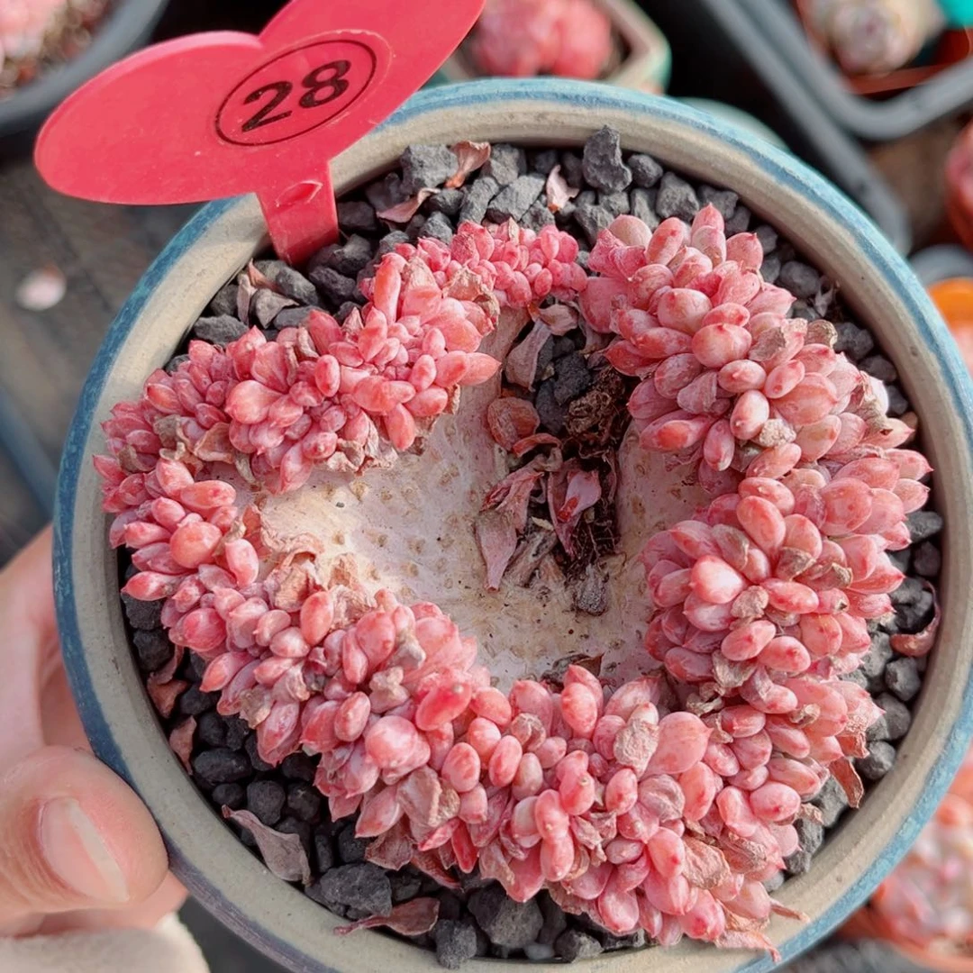 28号老桩糖心小树缀