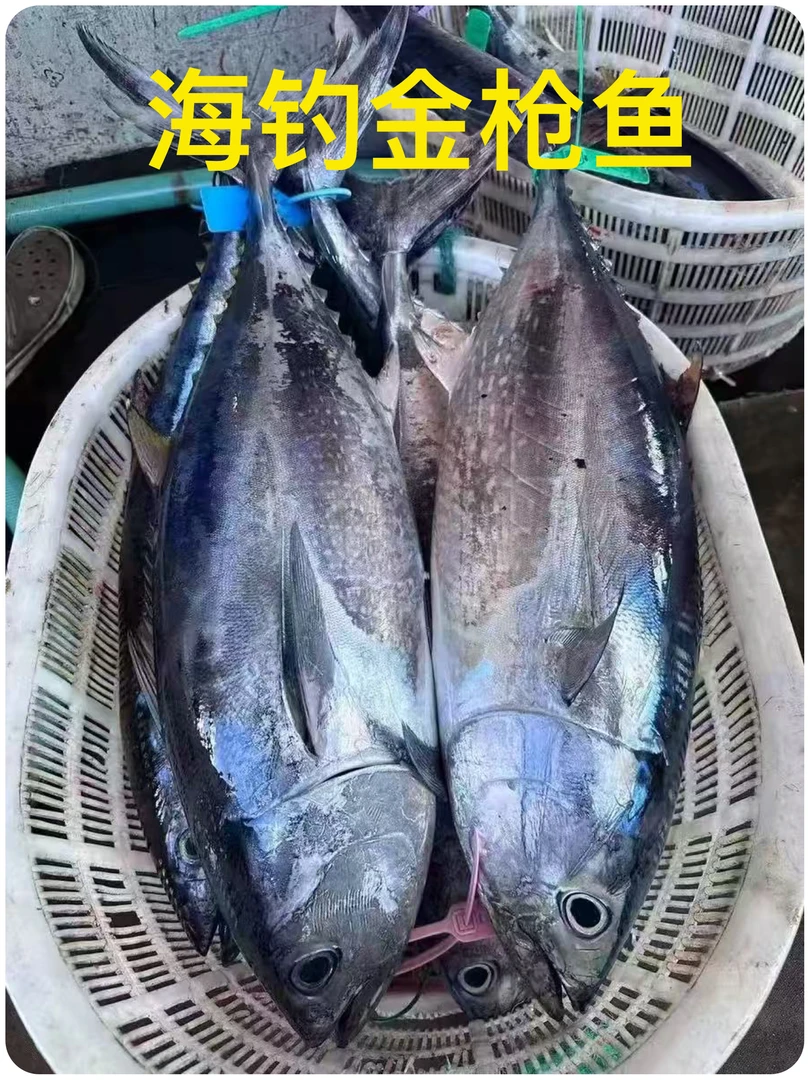 【整条现称A】东海海钓金枪鱼