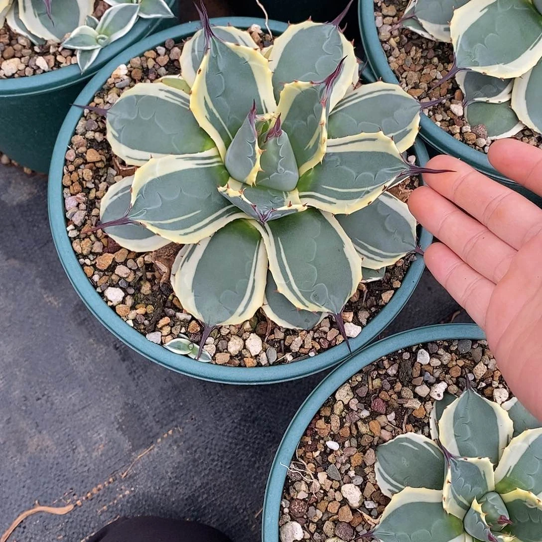 多肉植物龙蛇兰植物