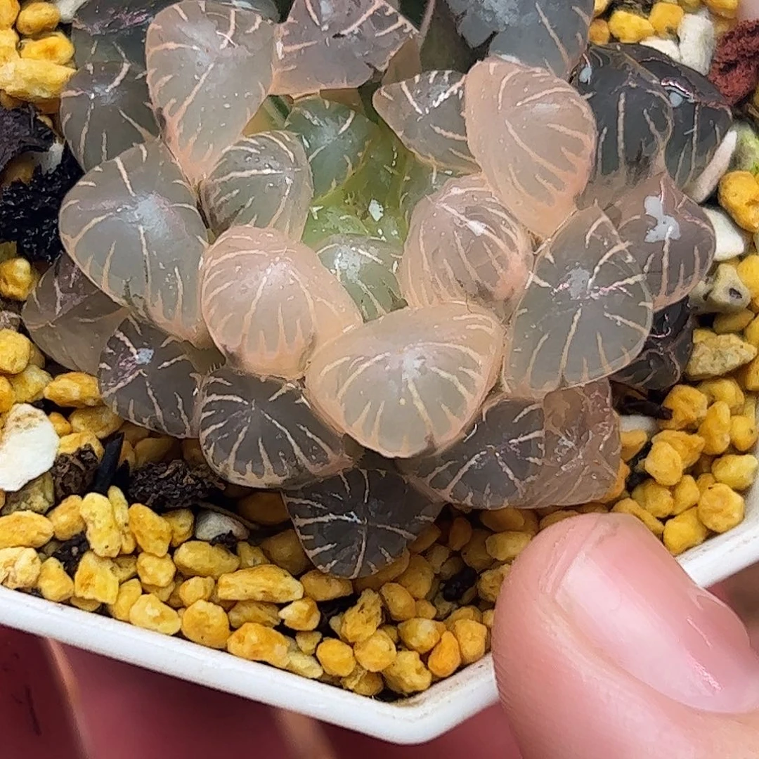 糊斑冰灯锦十二卷多肉植物