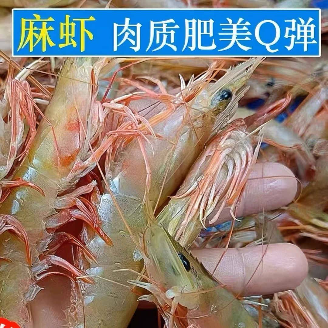 麻虾 卢虾深海虾阳江海麻虾（部分带膏）鲜冻海虾辅食约50头/斤