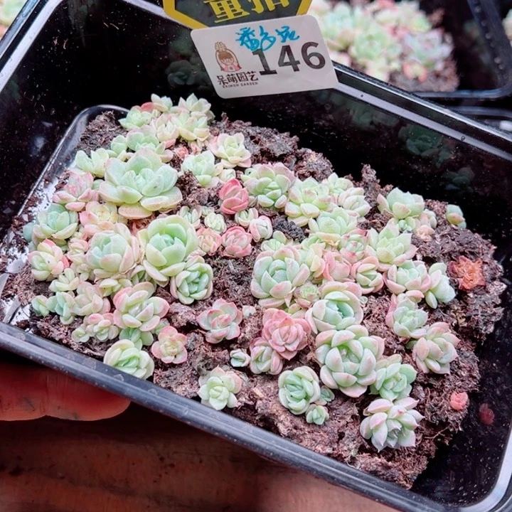 多肉植物多肉植物
