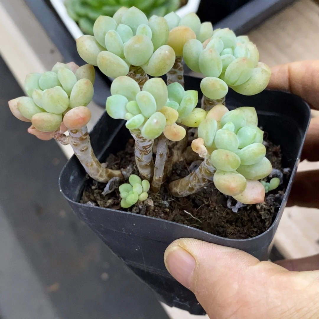 精品多肉一物一拍不包整60