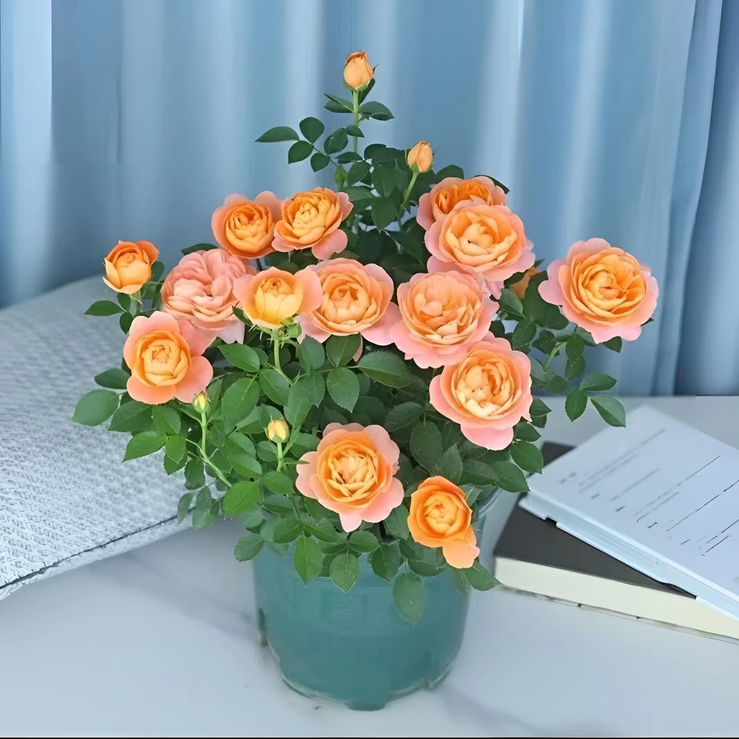 玫瑰花盆栽带花苞四季开阳台庭院花卉绿植好养易活多年生月季花苗