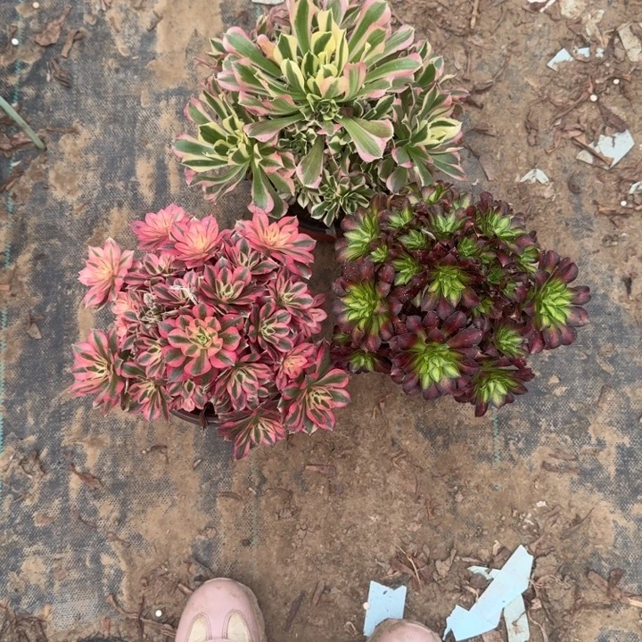 一单包邮不包侧枝92