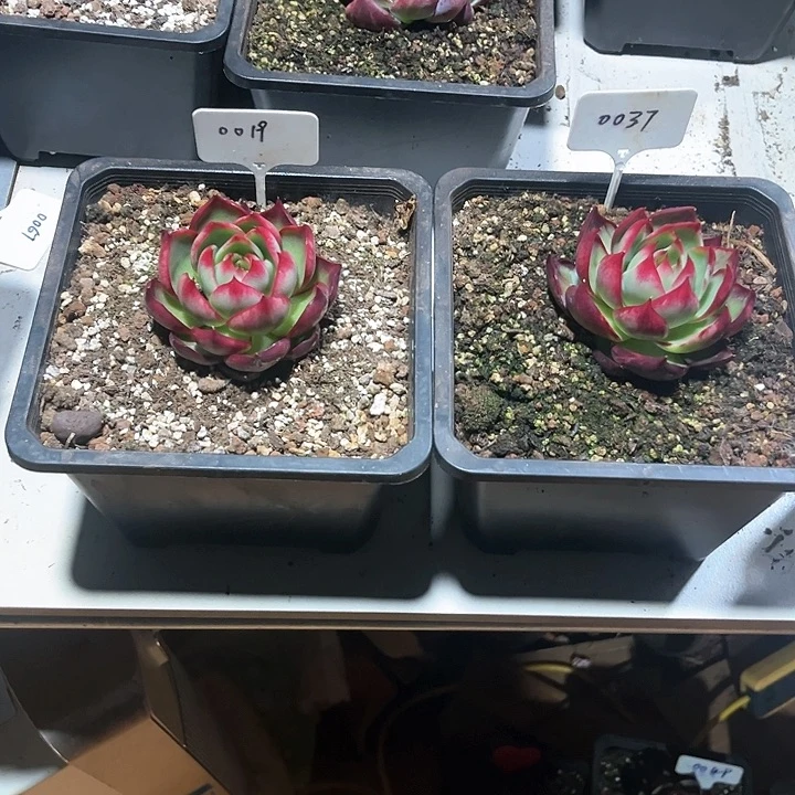 宝****?惊鸿仙子多肉植物，19.37